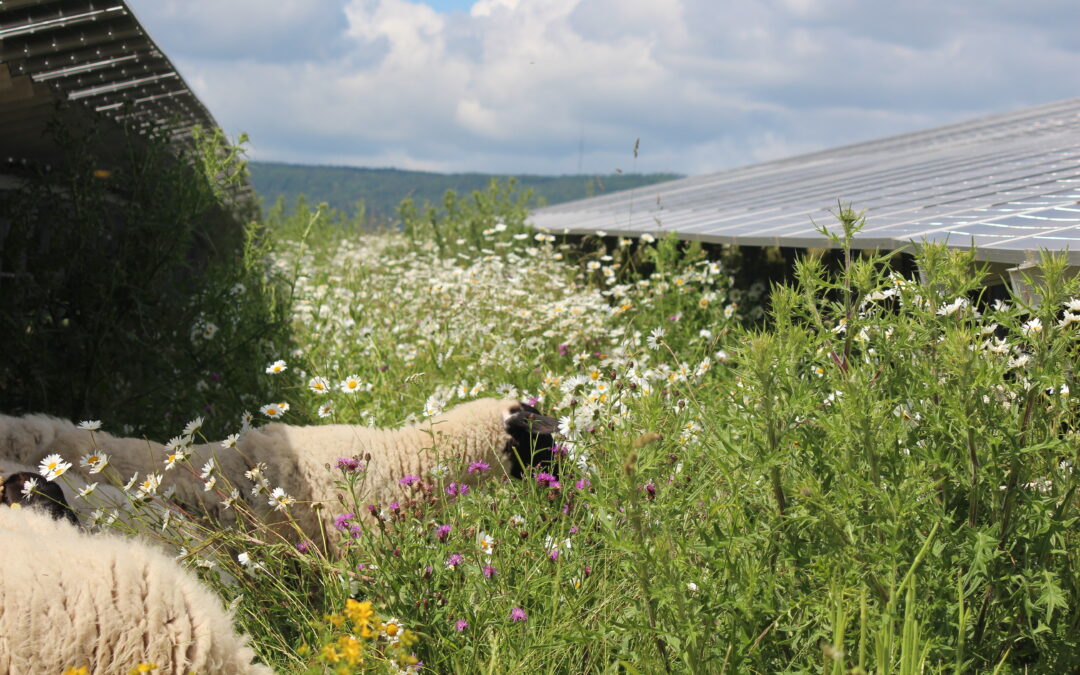 Biodiversitätskonzept im Solarpark Niederhone trägt Früchte