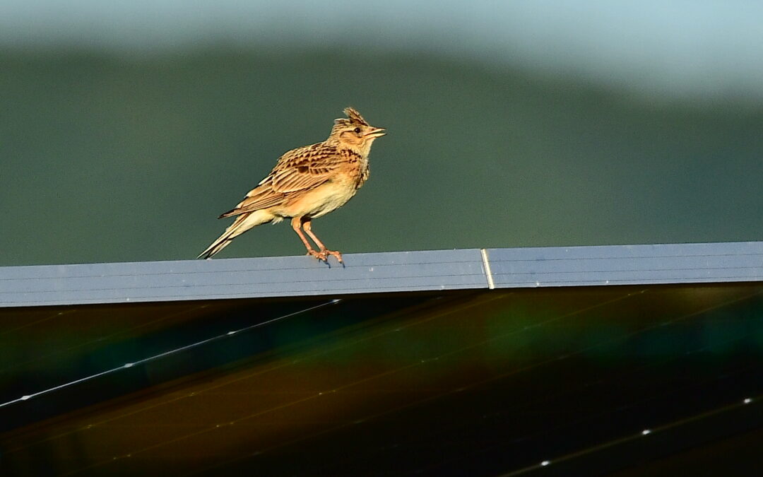 Artenvielfalt im Solarpark Niederhone bestätigt: Monitoring belegt ökologischen Mehrwert
